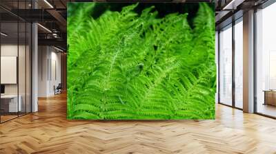 Green fern plant grow in forest, abstract natural background. Beautiful wild plants leaves texture. fern - symbol of Litha, Ligo night. sacred plant of wicca, folklore mythology. summer Wall mural