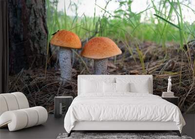 two orange-cap boletus grow in forest, abstract natural background. edible fresh Leccinum aurantiacum mushrooms, know red-capped scaber stalk. harvest season, picking fungi. wild nature concept Wall mural