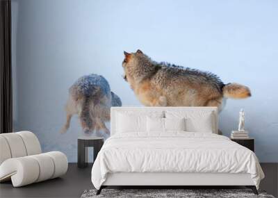 Gray wolf or grey wolf (Canis lupus) Wall mural