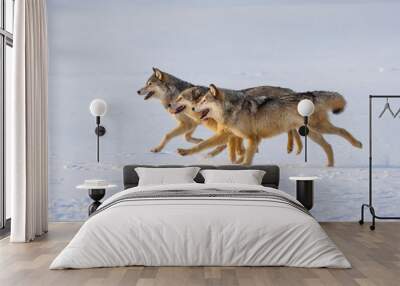 Gray wolf or grey wolf (Canis lupus) Wall mural