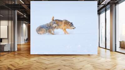 Gray wolf or grey wolf (Canis lupus) Wall mural