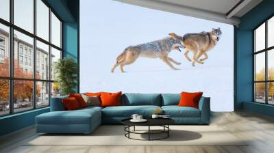 Gray wolf or grey wolf (Canis lupus) Wall mural