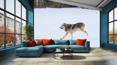 Gray wolf or grey wolf (Canis lupus) Wall mural