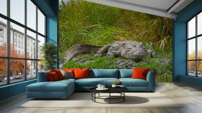 NILE CROCODILE, Chamo lake, Naciones, Etiopia, Africa Wall mural