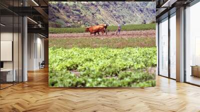 Farmer plowing field with oxes, Merida state, Venezuela Wall mural