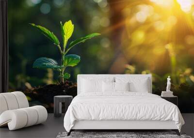 Young plant sprout in morning sunlight, symbolizing growth and nature Wall mural