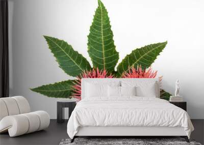 Castor oil plant on white background Wall mural