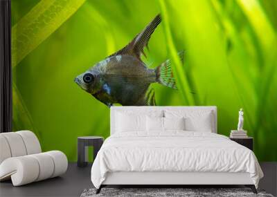 amazon blue Angelfish (Pterophyllum scalare) isolated in tank fish with blurred background Wall mural