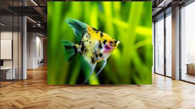 Angel Fish Koi Panda Yellow Head in tank fish with blurred background (Pterophyllum scalare) Wall mural