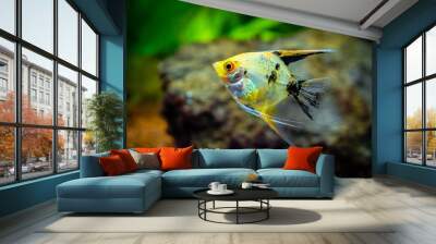 Angelfish isolated in tank fish (Pterophyllum scalare) with blurred background Wall mural