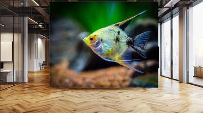 Angelfish isolated in tank fish (Pterophyllum scalare) Wall mural