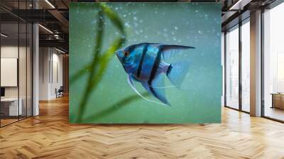 Blue Zebra Angelfish in tank fish (Pterophyllum scalare) Wall mural