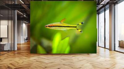 Denison barb (Sahyadria denisonii) isolated on a fish tank Wall mural