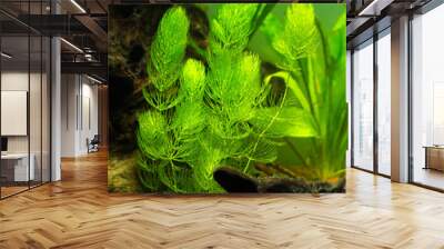 Hornwort plant (Ceratophyllum demersum) on a fish tank Wall mural