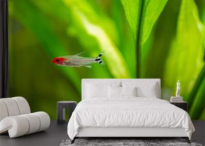 Rummy-nose tetra (Hemigrammus rhodostomus) on a fish tank with blurred background Wall mural