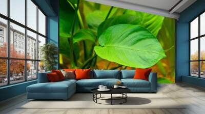 selective focus of an Anubias Barteri leaf with blurred background - aquarium plant Wall mural