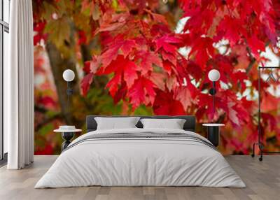 Selective focus of red maple (Acer rubrum) leafs with blurred background in autumn Wall mural