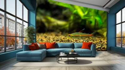 tetra growlight (Hemigrammus Erythrozonus) in a fish tank Wall mural