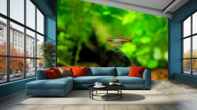 tetra growlight (Hemigrammus Erythrozonus) isolated in a fish tank with blurred background Wall mural