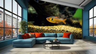 tetra serpae with white spot disease Wall mural