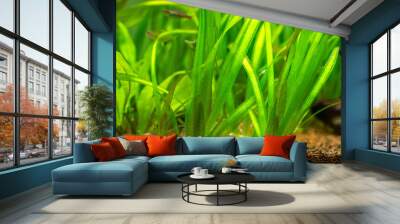 Vallisneria gigantea freshwater aquatic plants in a fish tank with blurred background Wall mural