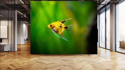 Yellow platinum angelfish (Pterophyllum scalare) isolated in tank fish with blurred background Wall mural