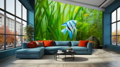 zebra Angelfish (Pterophyllum scalare) in a tropical aquarium Wall mural