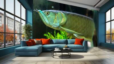 Arowana (Osteoglossum bicirrhosum) Wall mural