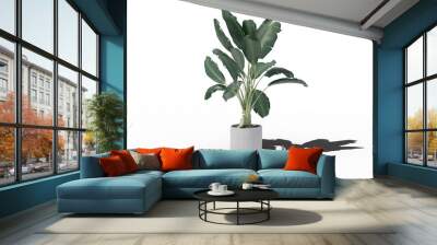 Plant in a pot with transparent background Wall mural