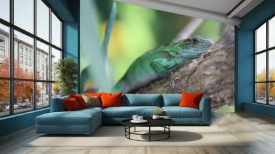 green lizard on a tree Wall mural