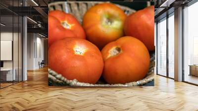 closeup of a basket full of ripe red tomatoes on a wicker basket with the texture of water drops on the plant Wall mural