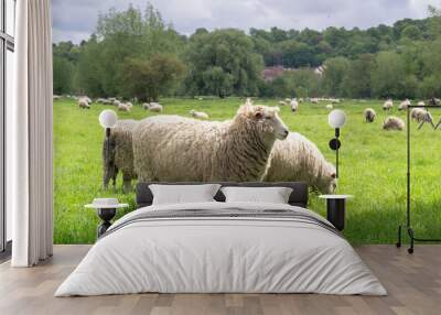 Sheeps grazing in the medow next to Salisbury Cathedral Wall mural