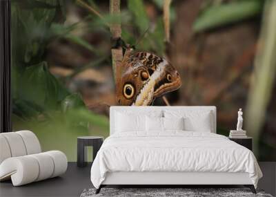 owl butterfly 2 Wall mural