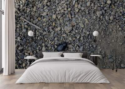 Tenerife endemic black beetle Wall mural