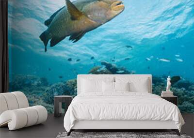 Cheilinus undulatus, maori wrasse humphead fish in australia Wall mural