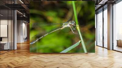 dragonfly 145 Wall mural