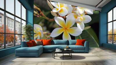 Close up of white and yellow Frangipani flowers, Lord Howe Island, Australia
 Wall mural