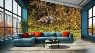 wild turkey with patterned grey feathers  in autumn Wall mural