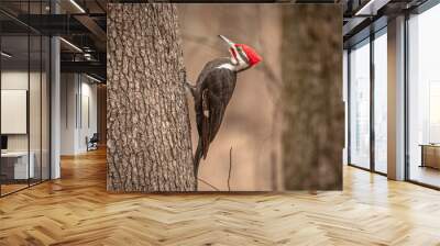 Male Pileated Woodpecker on a tree trunk Wall mural