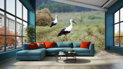 Two storks Wall mural