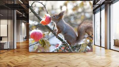 Red squirrel nose on apple in appletree at winter Wall mural