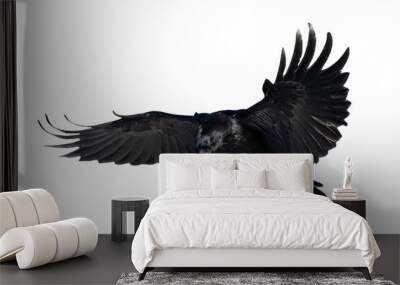 A beautiful raven (Corvus corax) in flight Wall mural