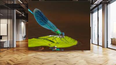 Vibrant blue demoiselle (Calopteryx virgo) dragonfly with iridescent wings resting on a water lily leaf by the river Wall mural