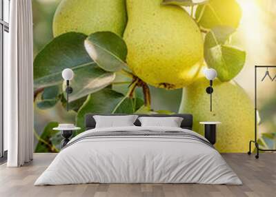 Bunch of ripe pears on tree branch Wall mural