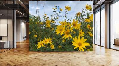 field of yellow wildflowers Wall mural