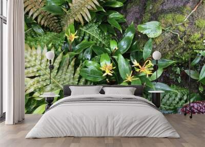 tropical plants in the garden Wall mural