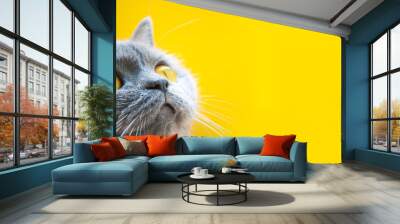 gray cat on a yellow background with yellow eyes close-up Wall mural