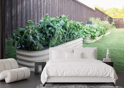 Angled row of container garden beds with Pepper plants in foreground Wall mural