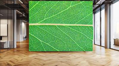 Nature abstract green leaf background 
 Wall mural