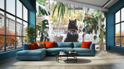 Black cat from behind sitting among houseplants looking out the window Wall mural